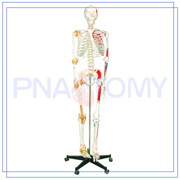 PNT-0103 squelette de 170cm d&#39;anatomie scientifique modèle avec des muscles